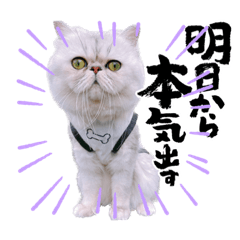 [LINEスタンプ] わん2にゃん1stamp