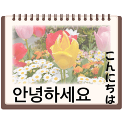 [LINEスタンプ] 花の挨拶・韓国語と日本語