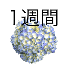 [LINEスタンプ] 花 dodoスタンプ291flower