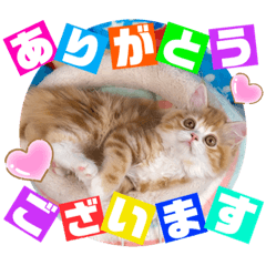 [LINEスタンプ] ねこまーち ラブリー三姉妹