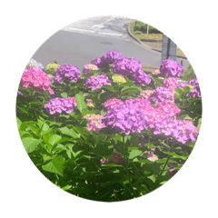 [LINEスタンプ] 色んないろの紫陽花  colorful hydrangea 2