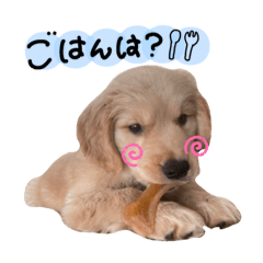 [LINEスタンプ] ゴールデンレトリーバーのこむぎ君（日常）