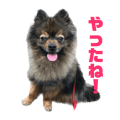 [LINEスタンプ] ぽんもるスタンプ第1弾