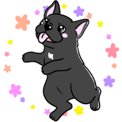 [LINEスタンプ] フレンチブルドッグのBUBU