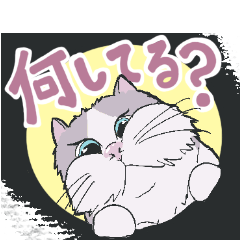 [LINEスタンプ] 猫好きな人へ捧ぐ