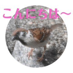 [LINEスタンプ] nanda birds 3