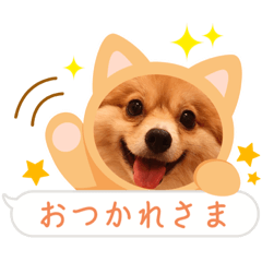 [LINEスタンプ] ポメチワ れもんちゃん 6 rev.1
