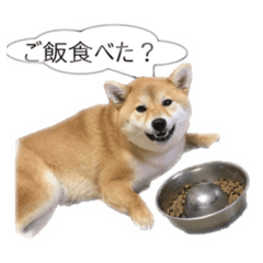 [LINEスタンプ] 柴犬ももの スタンプ