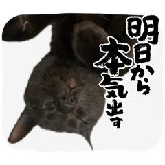 [LINEスタンプ] ねこシェアスタンプ