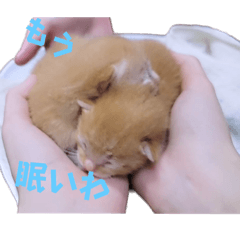 [LINEスタンプ] とらん、あんも、きなもスタンプ