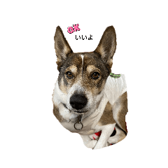 [LINEスタンプ] HAPPY✨LUCKY✨