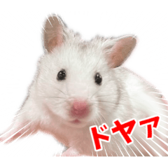 [LINEスタンプ] はぴおとあんぬ