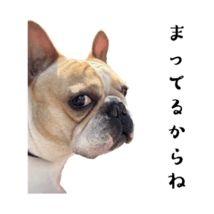 [LINEスタンプ] モカさんの毎日スタンプ①