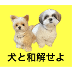 [LINEスタンプ] とらまるとししまるの動物字幕スタンプ