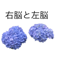 [LINEスタンプ] 花 dodoスタンプ293flower