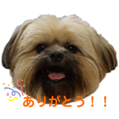 [LINEスタンプ] イウォーク犬アグと妹ルブ2