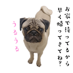 [LINEスタンプ] パグ スタンプ ②(byどんべえ)