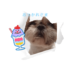 [LINEスタンプ] ころころわんわんスタンプ