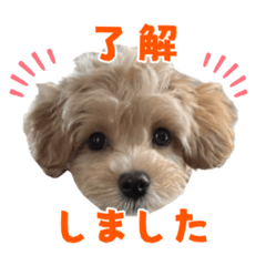 [LINEスタンプ] こいぬのハル