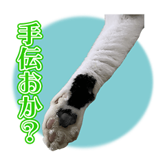 [LINEスタンプ] 白猫ハクがいっぱい♥︎︎日常スタンプ！の画像（メイン）