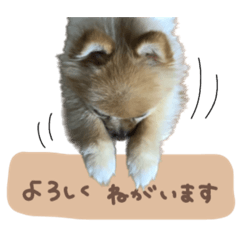 [LINEスタンプ] ポンちゃんスタンダードスタンプ