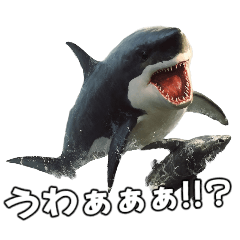 [LINEスタンプ] ⚫シャチ～海のギャングの逆襲～