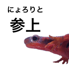 [LINEスタンプ] アカハライモリで挨拶の画像（メイン）