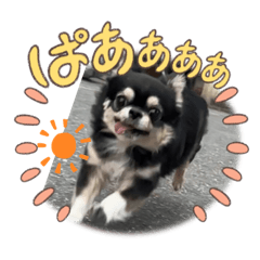 [LINEスタンプ] キャット界プリンスの弟分