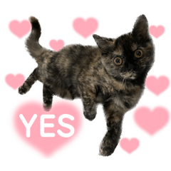 [LINEスタンプ] ノアちゃんの1日