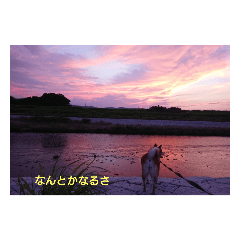 [LINEスタンプ] 柴犬の華のポジティブ・スタンプ。