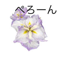 [LINEスタンプ] 花 dodoスタンプ294flower