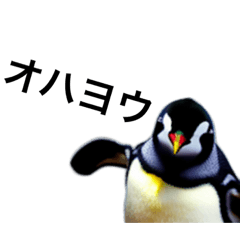 [LINEスタンプ] リアルペンギンで挨拶の画像（メイン）