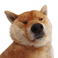[LINEスタンプ] 柴犬の豆太郎ファミリーズ