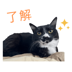 [LINEスタンプ] くろっぺの日常スタンプ2