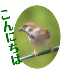[LINEスタンプ] nanda birds 4