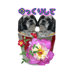 [LINEスタンプ] 箱から飛び出す感じの愛犬